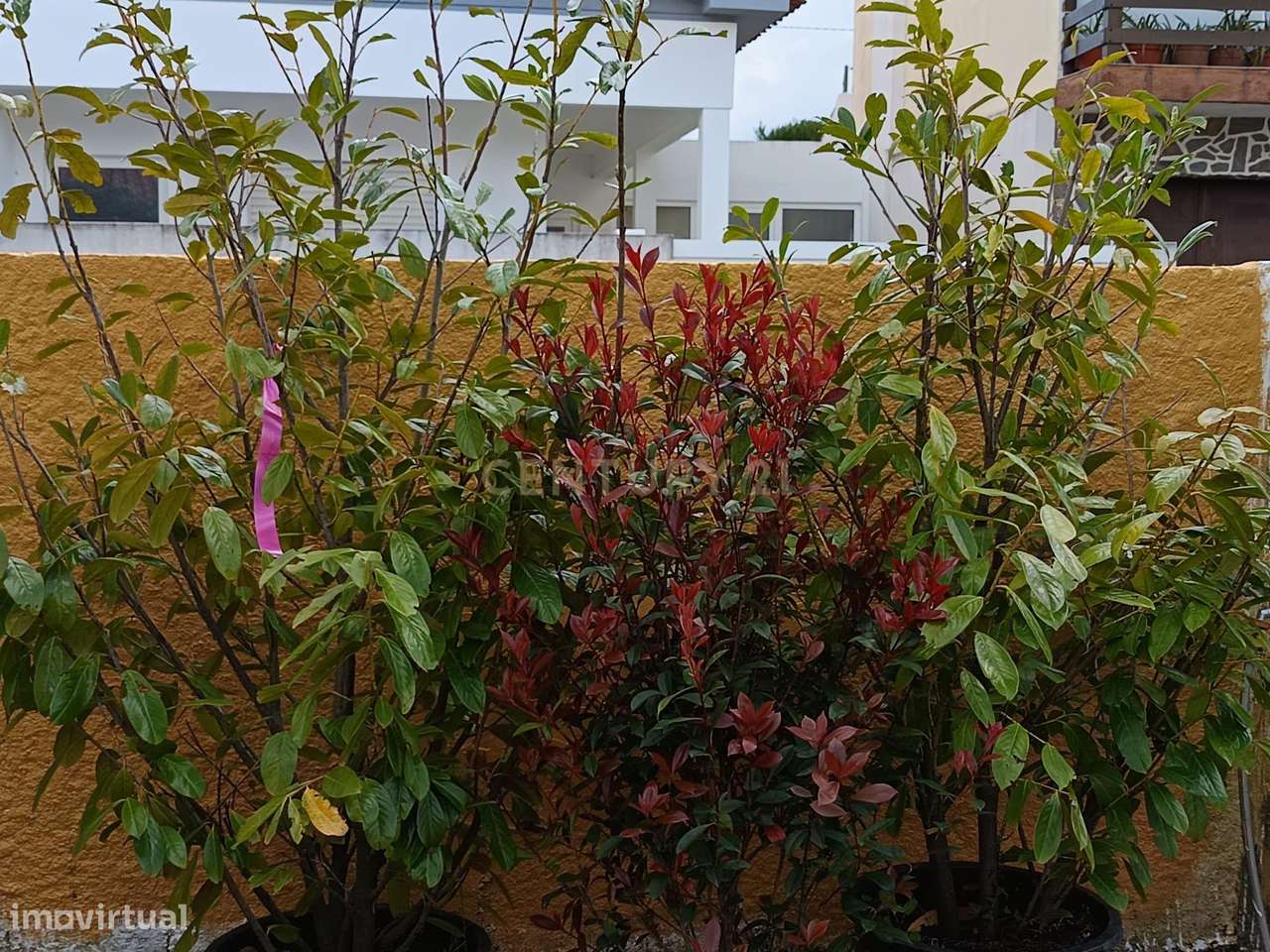 Casa Rústica em Mira, Coimbra - Oportunidade de Recuperação-8