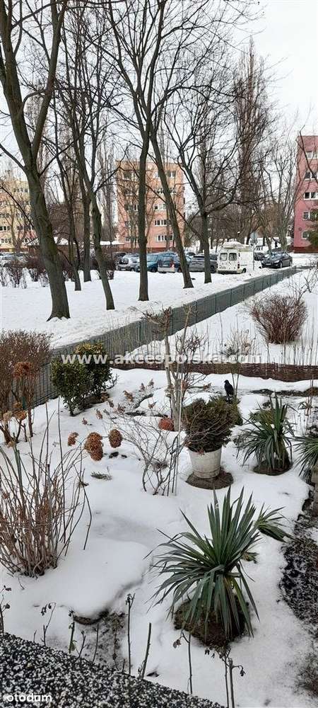 2 pokoje, rozkładowe, szybka komunikacja tramwajem-2