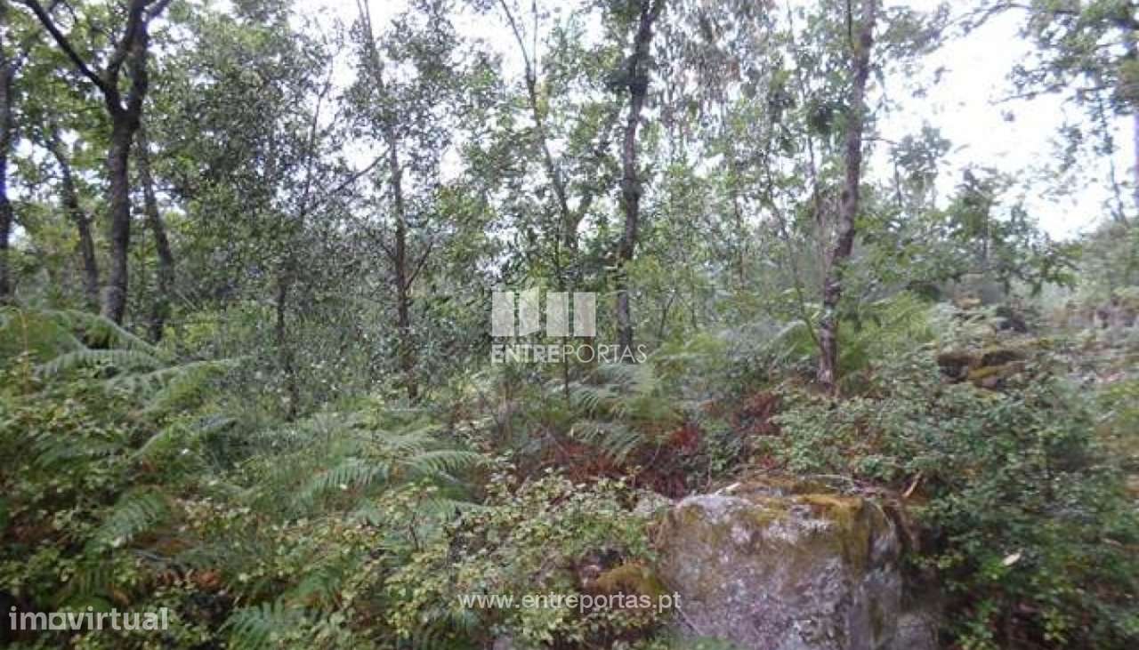 Terreno Florestal - Areosa - Grande imagem: 4/4