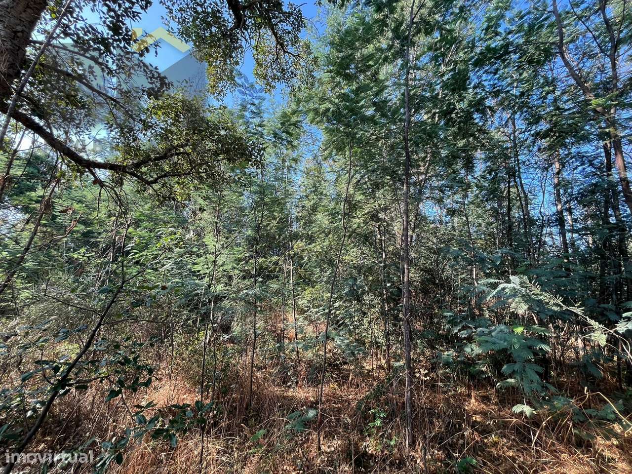Terreno Rústico  Venda em Salgueiro do Campo,Castelo Branco - Grande imagem: 3/6