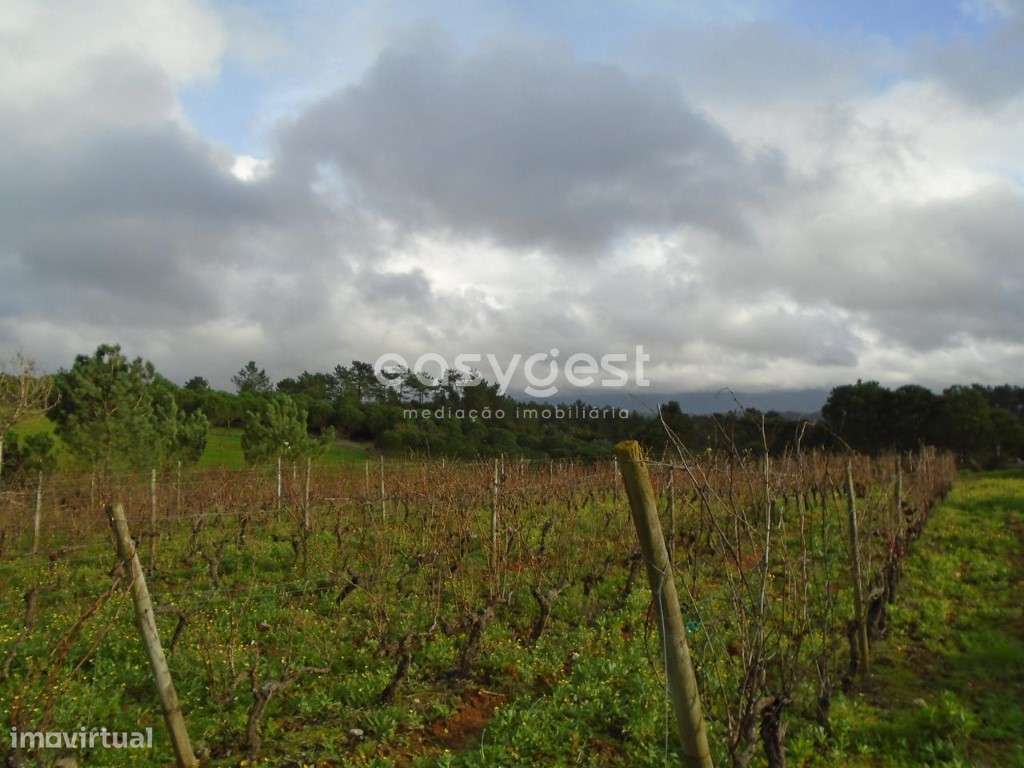 Terreno com 1365 m2 para agricultura e vinha nos Montes Alpedriz - Grande imagem: 5/14