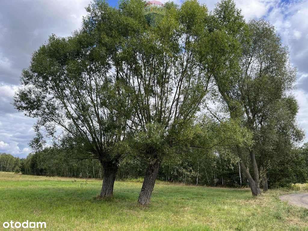 Działka siedliskowa w Pustelniku - Pełny obrazek: 5/9