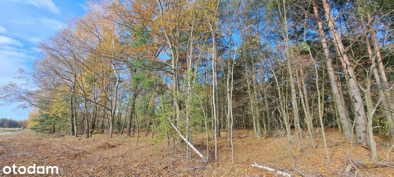 Działka budowlana 1,6 ha z Mpzp - Nowomłyny - Pełny obrazek: 5/11