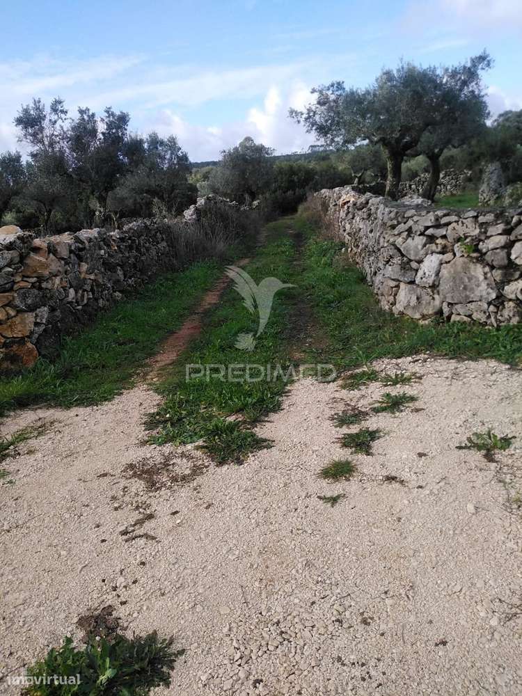 Terreno Rústico Vedado com Olival Produtivo - Grande imagem: 4/20