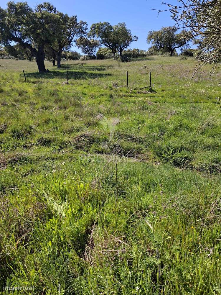 Terreno Rustico com 4,625 hectares - Grande imagem: 4/20