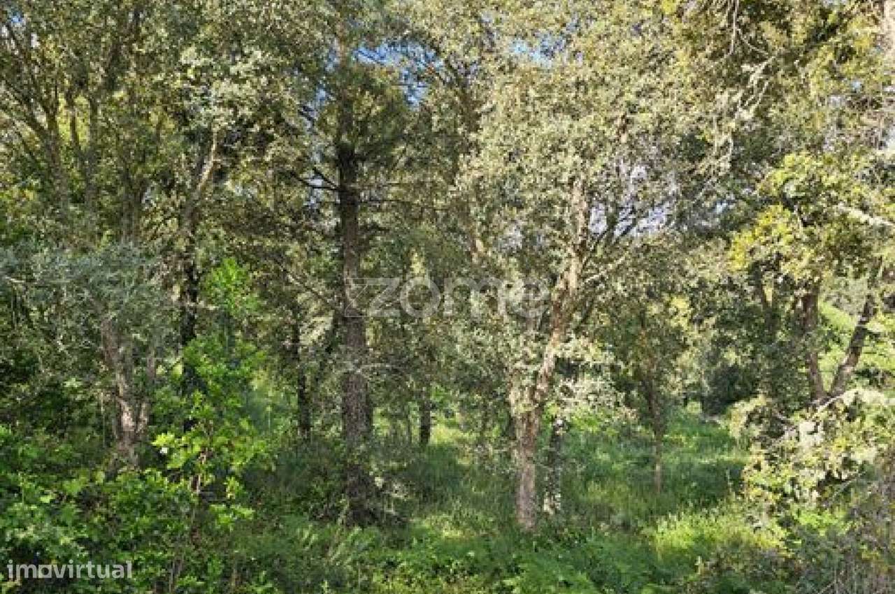 Terreno, 39 100 m², Favaios - Grande imagem: 2/24