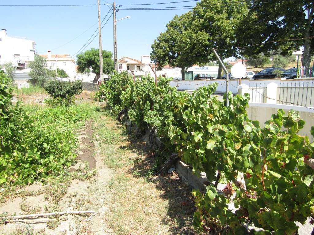 Lote da Tapada, Sardoal-4