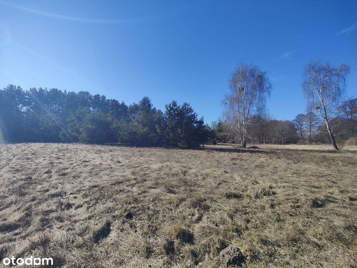 Na sprzedaż duża działka  w sąsiedztwie lasu i łąk-gm. Krzymów-4