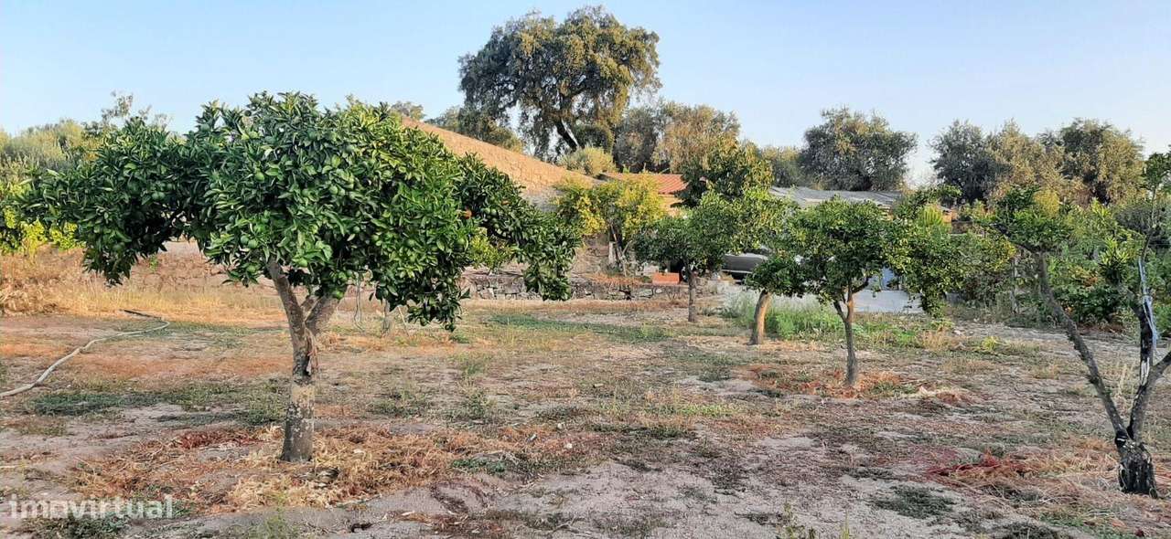 Terreno Rústico na Lousa, Castelo Branco-6