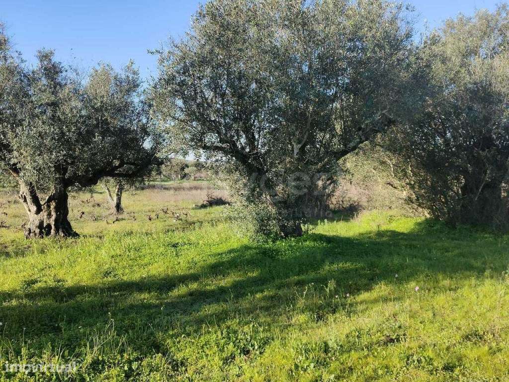 Terreno Rústico com 4750m2 localizado na freguesia de Vila Alva - Grande imagem: 2/12