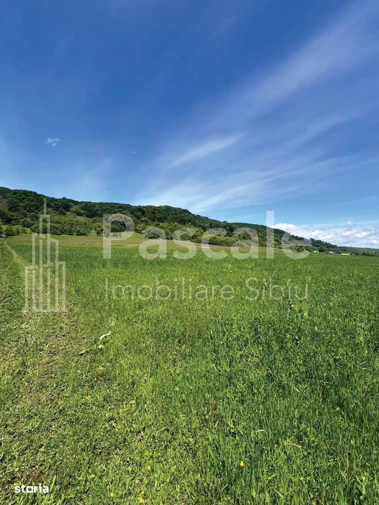 Teren generos de 10.000 mp la iesirea din localitatea Bradu, Sibiu - Imagine principală: 4/9