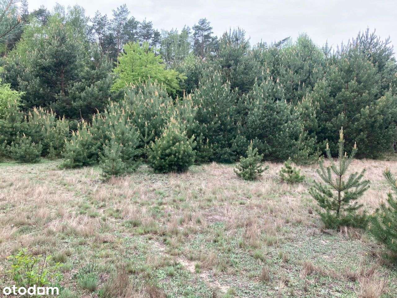 Działki budowlane w Pawłowie Skockim-0