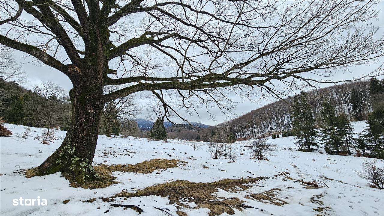 Teren superb extravilan in apropiere de Poiana Brasov-4