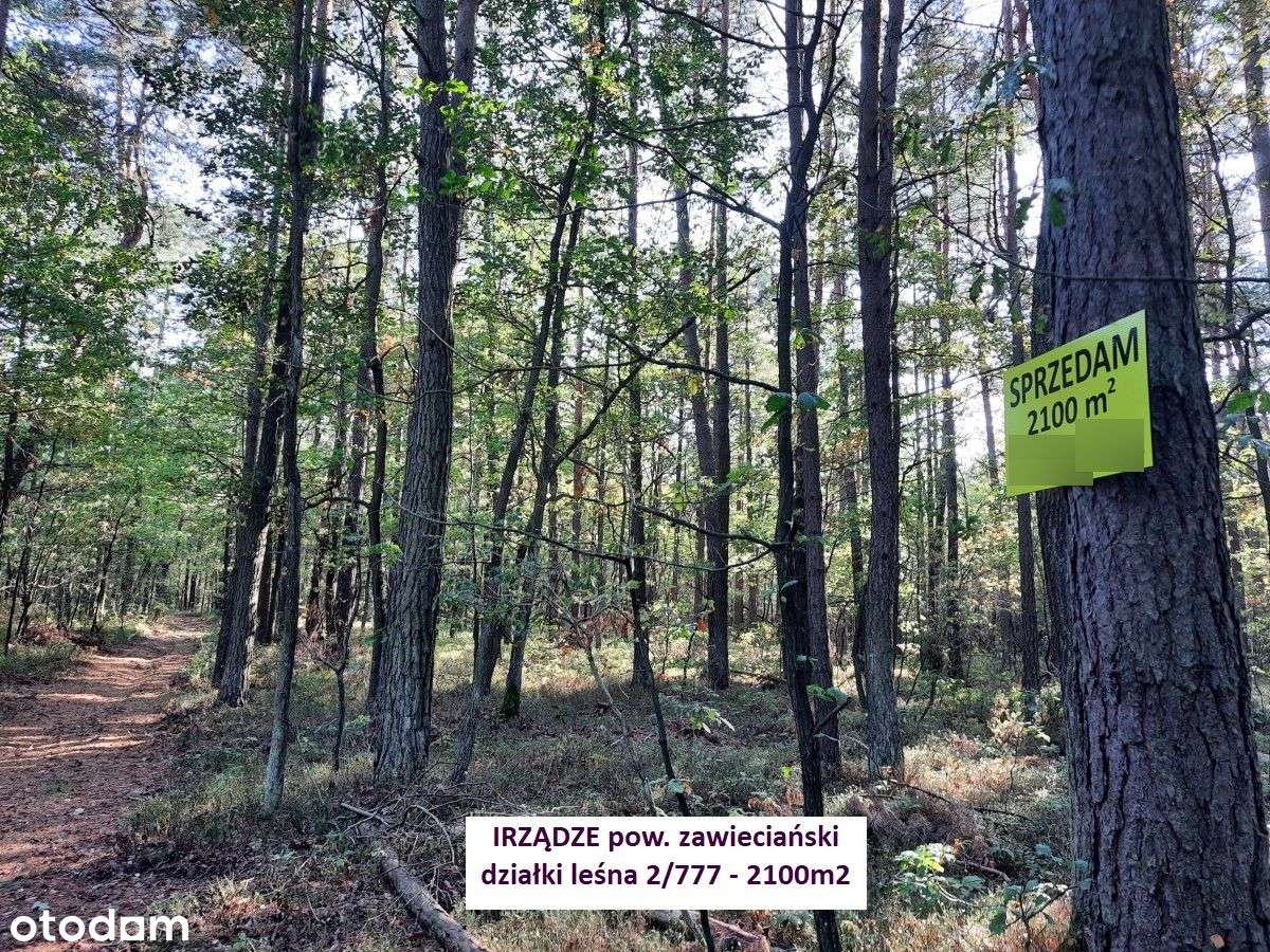 Najtańsza działka leśna na Śląsku 2100m2 (K-ce 70km,Kraków 82km) - Pełny obrazek: 2/20