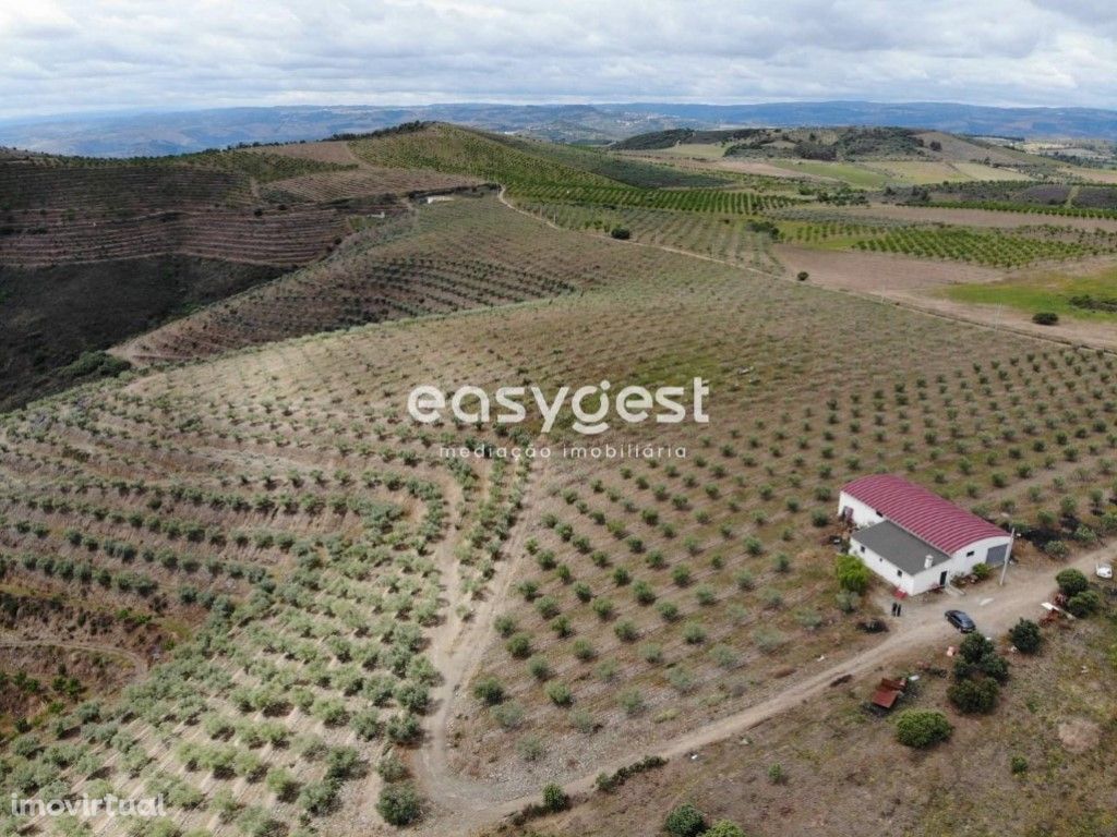 Magnifica Quinta agrícola com mais de 55 hectares no Dour...