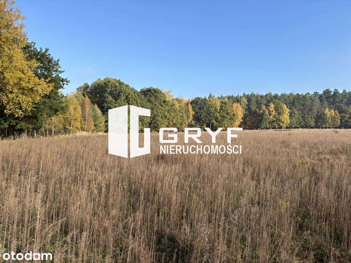 Działka ze ścianą lasu w Borach Tucholskich