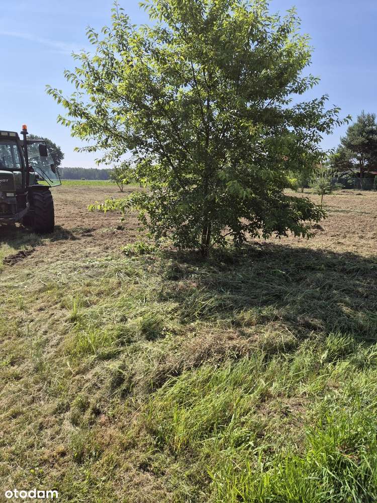 Działka rolna 42x17 m w cichej okolicy - Pełny obrazek: 5/13
