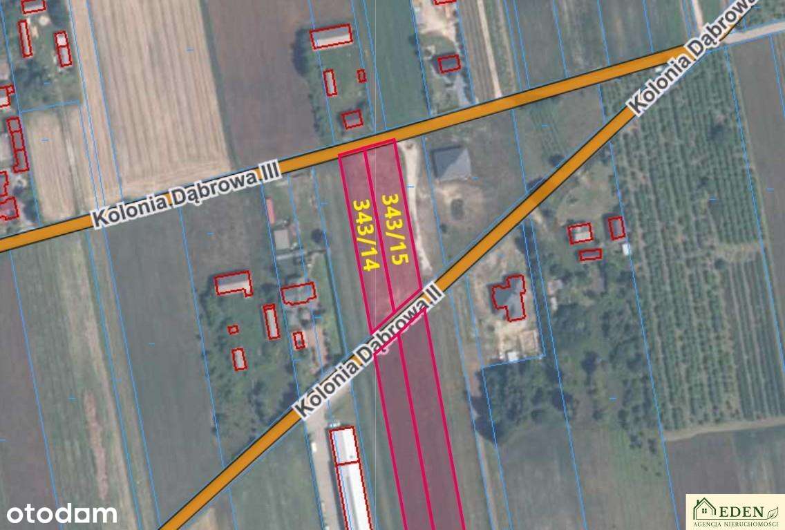 Sprzedam  działki o pow. 0,24 Ha i  1,17 Ha w Okrzei gm. Krzywda - Pełny obrazek: 2/3
