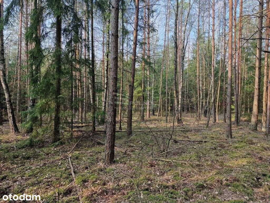 Działka leśna pod Knyszynem - Pełny obrazek: 4/7