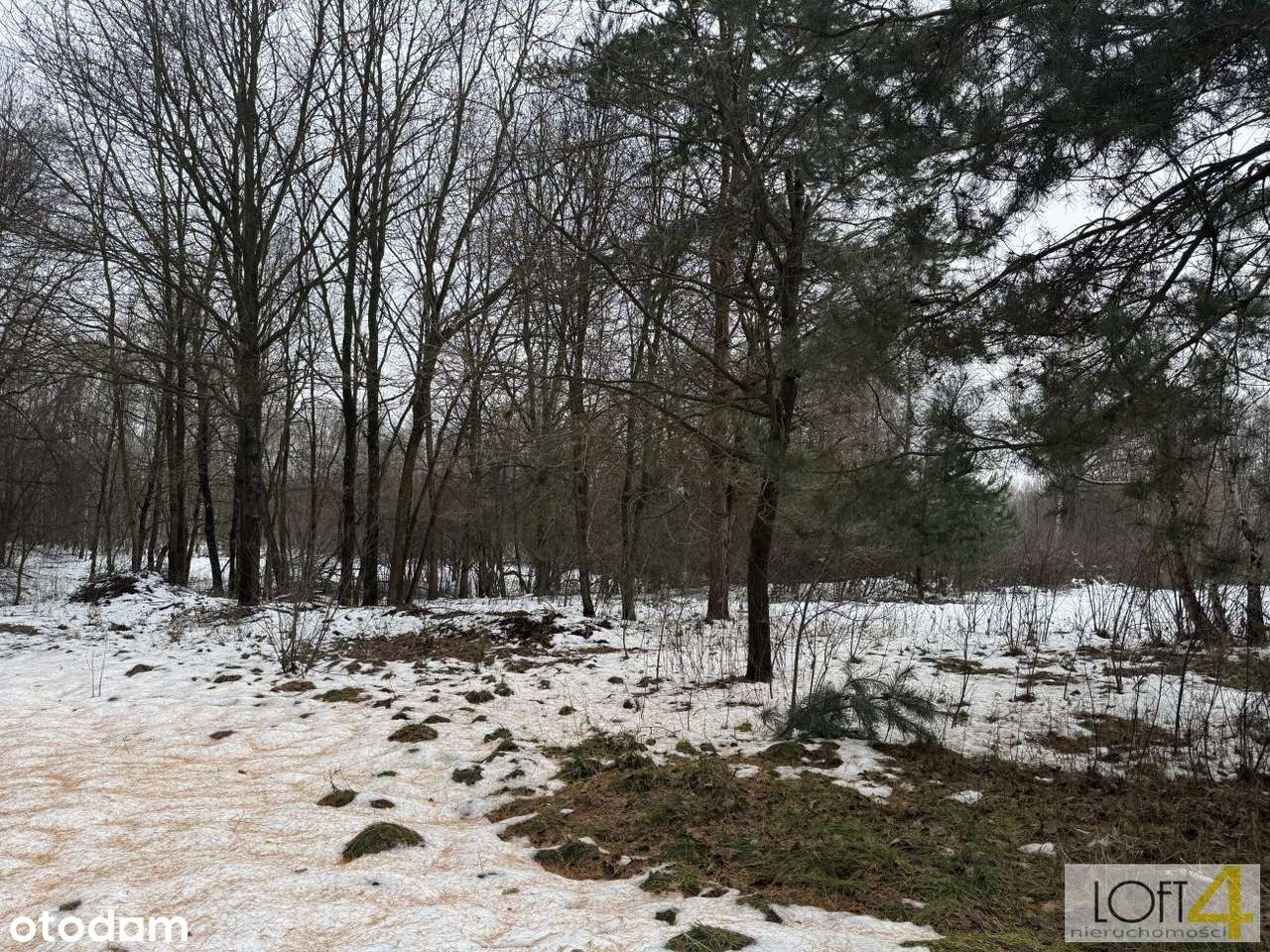 Duża działka z WZ -  otulona lasem-14
