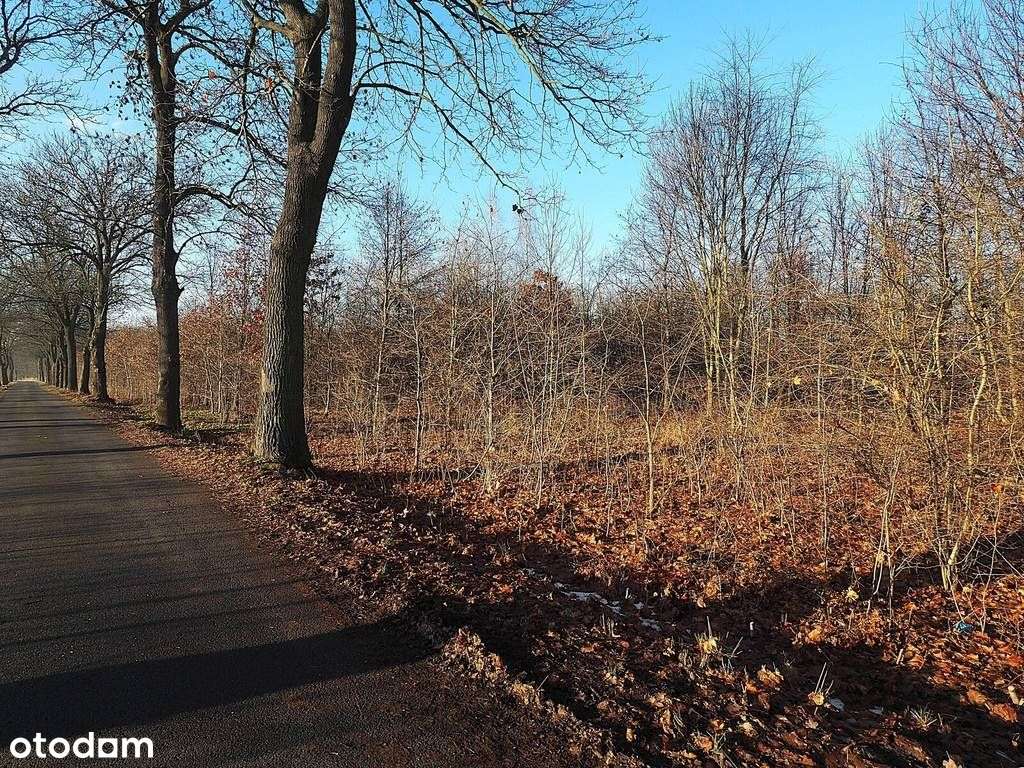 3 działki na sprzedaż – media przy działce! - Pełny obrazek: 4/11