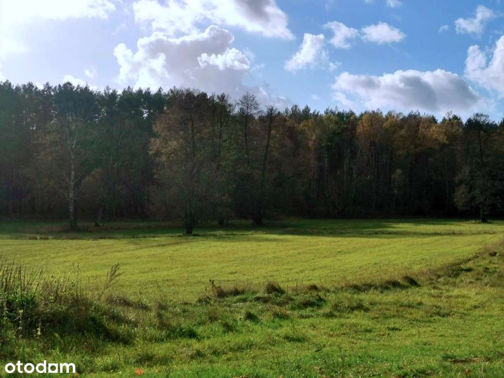 Rajska działka w lesie nad jeziorem - Pełny obrazek: 4/12