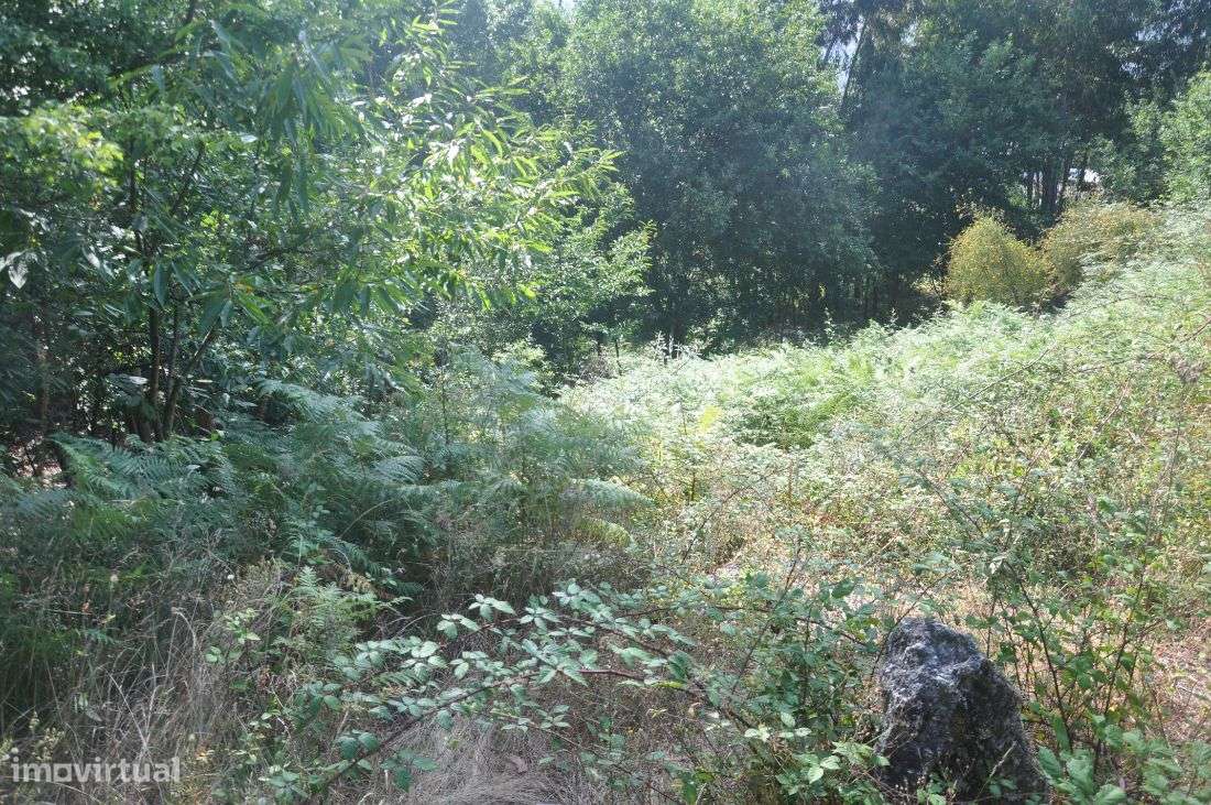 Monte - Grande imagem: 4/17