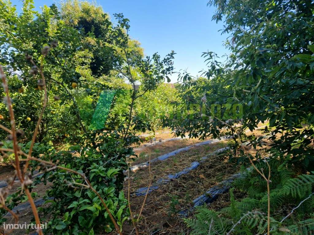 Terreno Rústico em Monchique com 1960 m2 - Grande imagem: 2/4