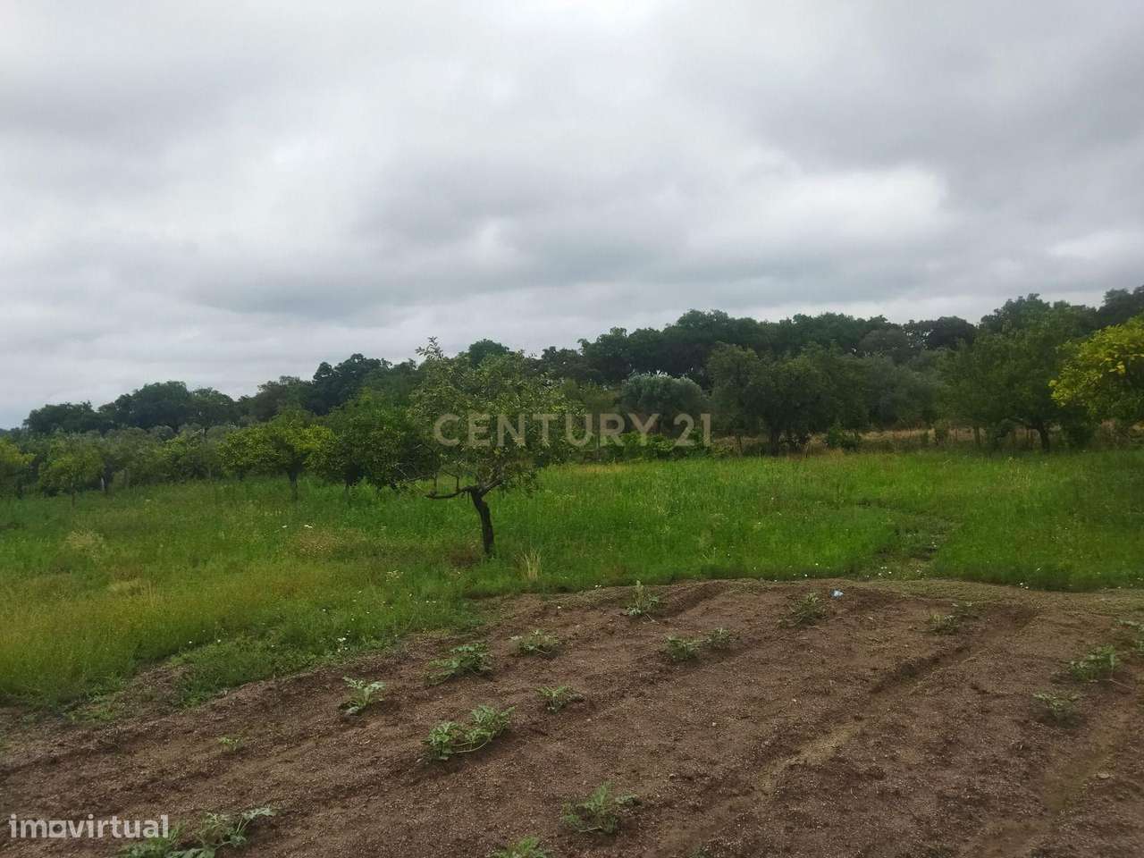 Terreno Rústico na Lousa, Castelo Branco-12