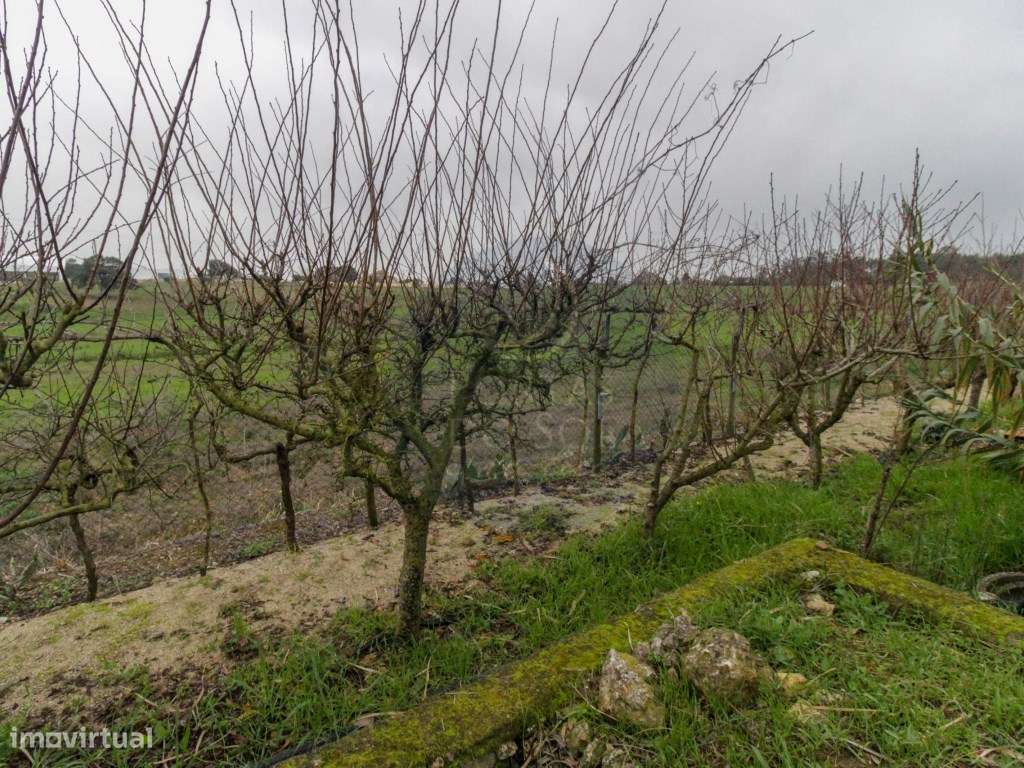 Terreno de 8.560 m2 c furo e 2 poços junto à entrada p a A13 - Grande imagem: 4/19