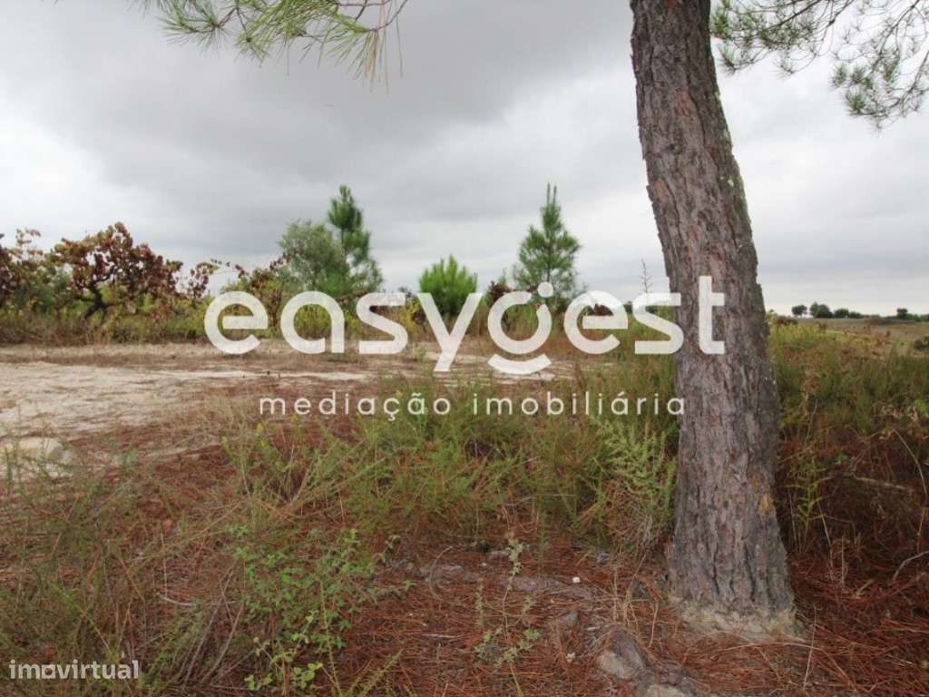 Terreno rústico situado na Herdade das Piçarras com área de 19500m2 - Grande imagem: 4/7