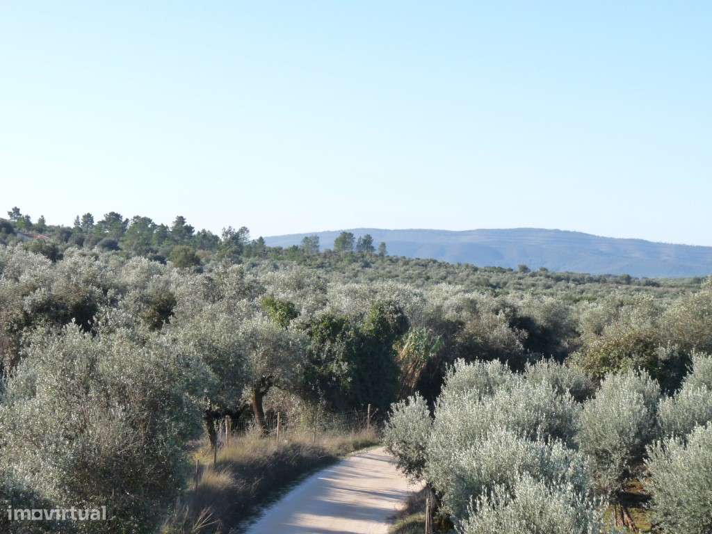 Terreno, 5.5 hectares, PIP aprovado com possibilidade construção ho... - Grande imagem: 4/15