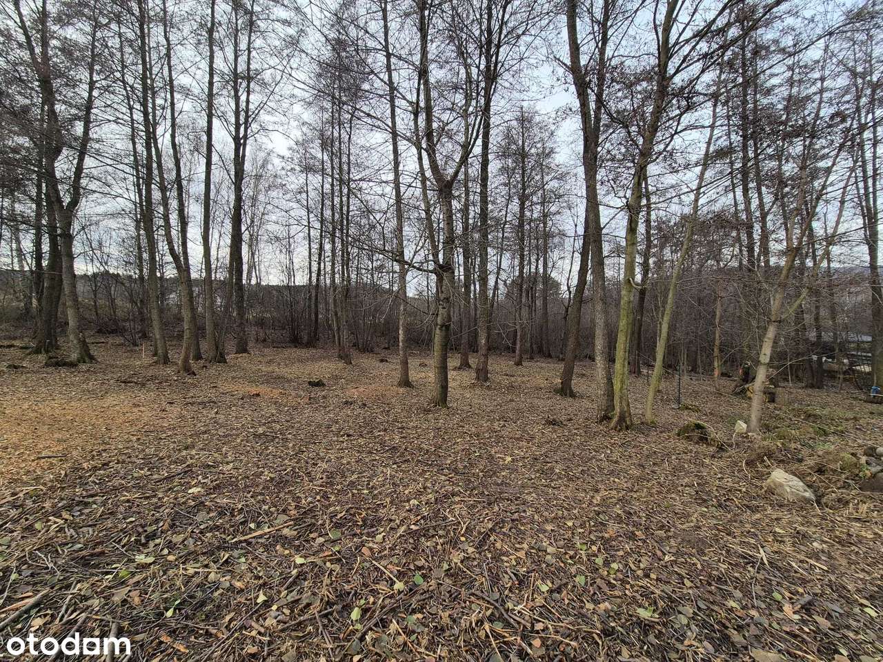 *Sulistrowice* Działka budowlana * Starodrzew * Media * - Pełny obrazek: 4/8