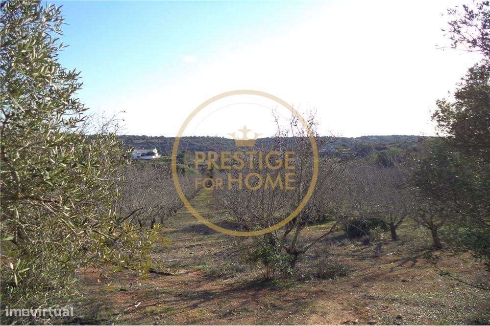 Terreno plano com 19720 m2 com plantação de amendoeiras - Grande imagem: 3/7