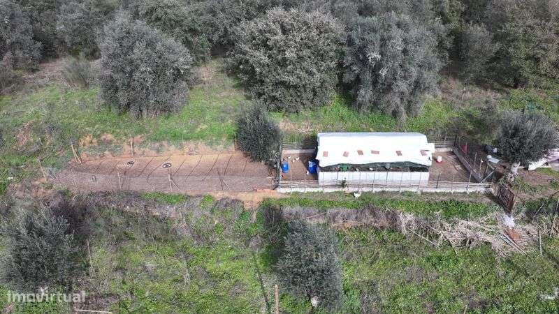 terreno rustico portugal 11500 m/2 - Grande imagem: 5/10