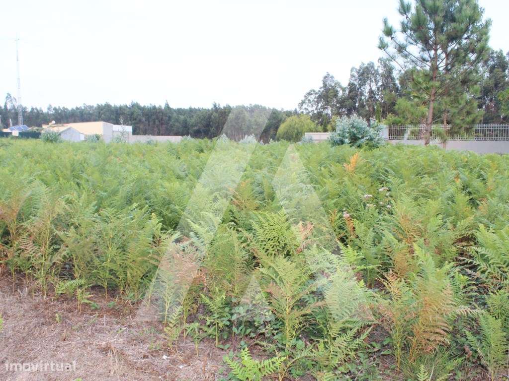 Terreno para construção na Senhora do Socorro - Albergaria-a-Velha - Grande imagem: 5/11