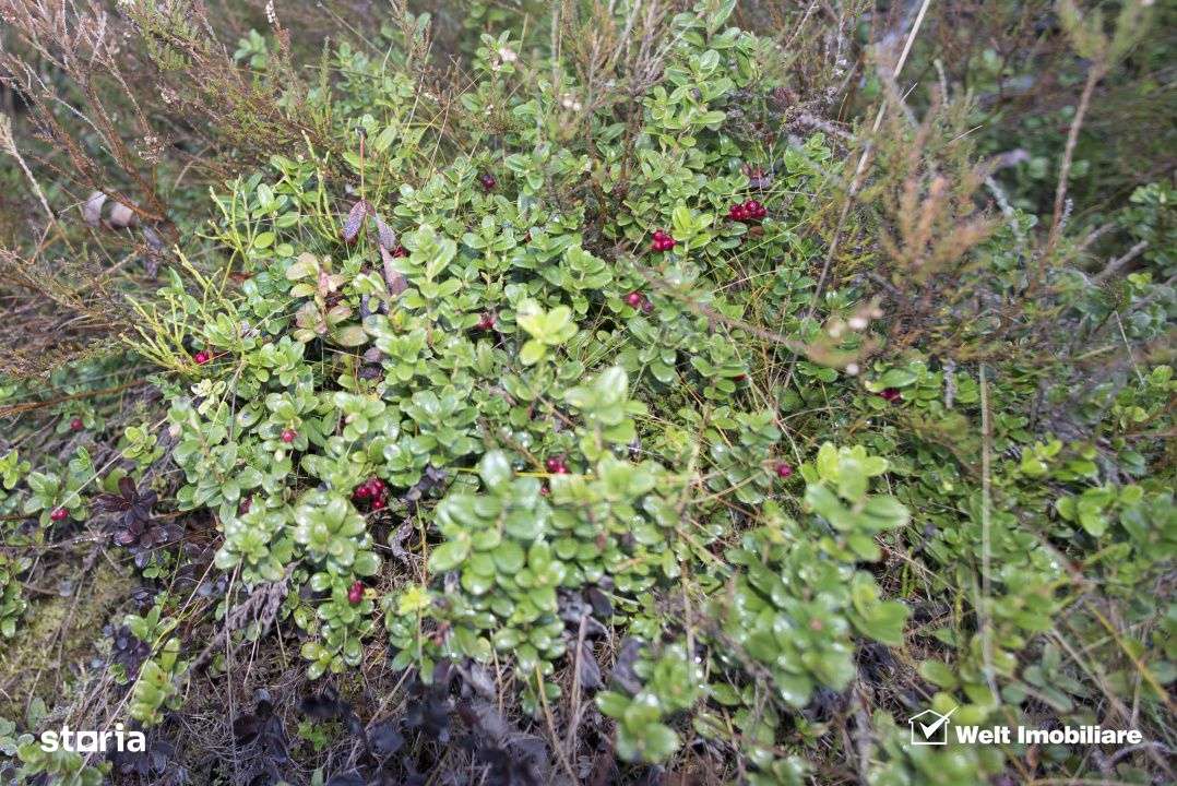 Se vinde teren cat un munte in Apuseni - Poiana Horea-9