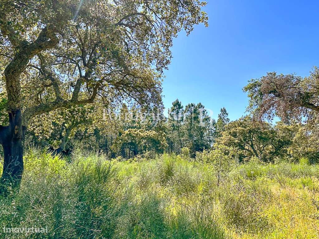 Quinta do Ponsulinho com 9,7 Hectares - Grande imagem: 2/13