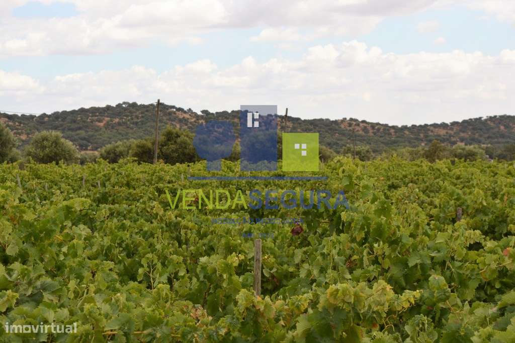 Herdade Mista de 7,795 ha | Vila de Frades - Grande imagem: 2/4