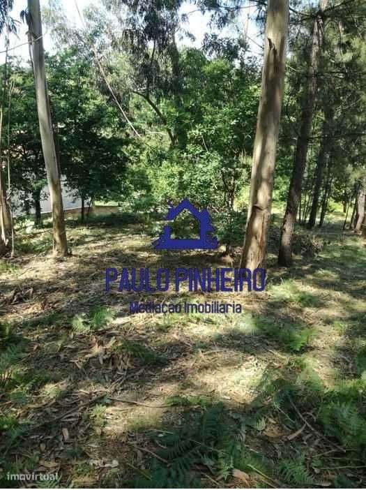 Terreno Olival - Grande imagem: 2/7