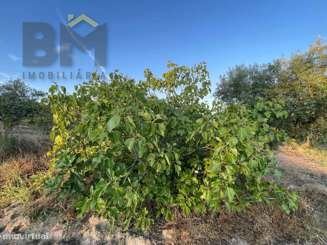 Terreno Rústico  Venda em Castelo Branco,Castelo Branco - Grande imagem: 3/14