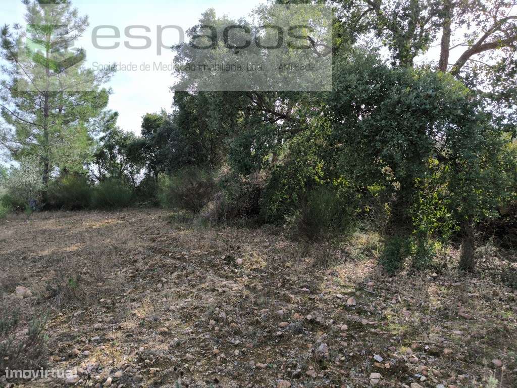 Terreno com olival e sobreiros - Salgueiro do Campo - Grande imagem: 4/7