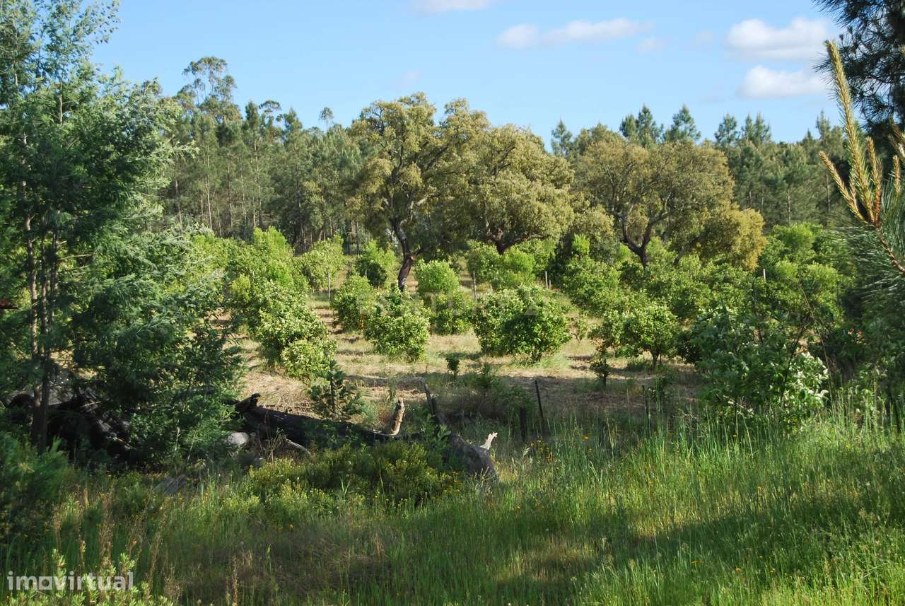 Terreno rústico 28200m2 em Vale do Junco, Chamusca, Golegã-28