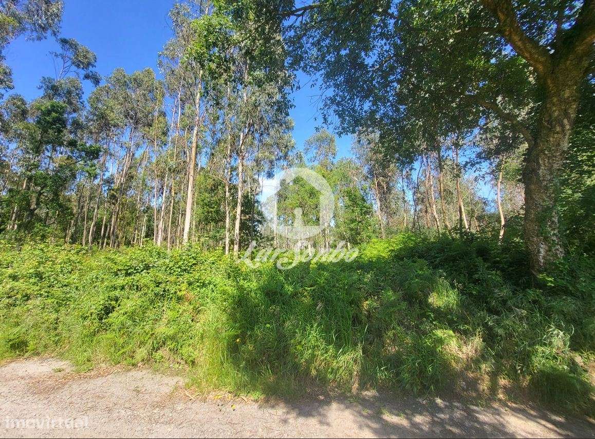 Terreno industrial com 6.100m2 em Gião, Vila do Conde - Grande imagem: 4/6