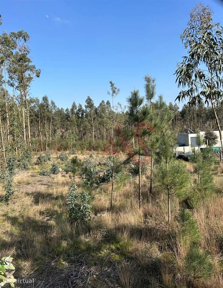 Terreno para Construção em Sanfins – 3.000 m² | Excelente Oportunidade - Grande imagem: 5/7