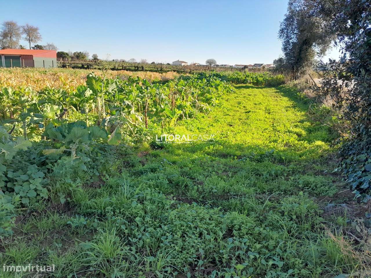 Terreno com 2 artigos em Mamodeiro - Grande imagem: 3/15