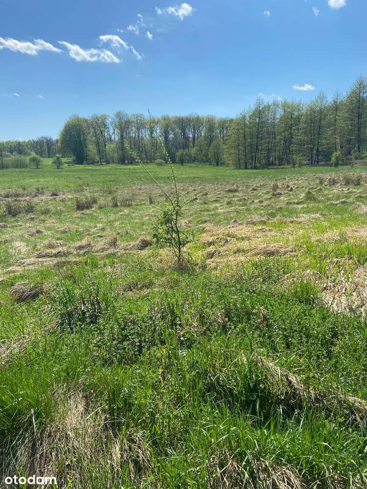 PIĘKNA DZIAŁKA rolno-budowlana - Pełny obrazek: 5/7