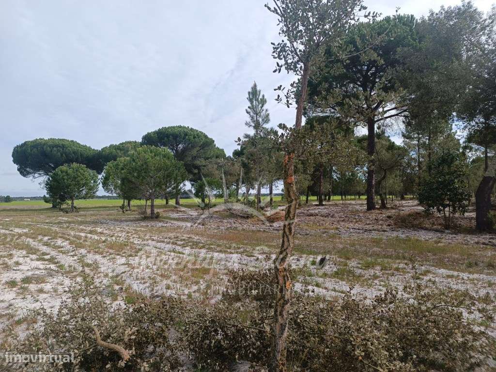 Herdade Bicas - Comporta-16