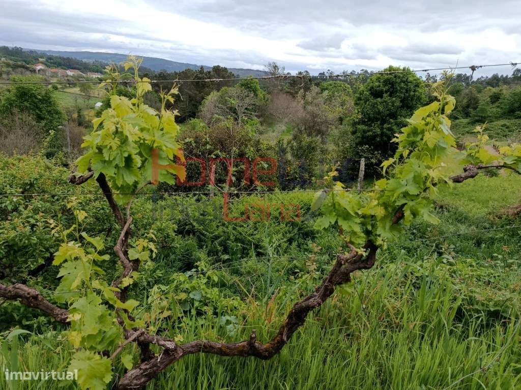 Quinta com Projeto para Turismo Rural em São Pedro do Sul-50