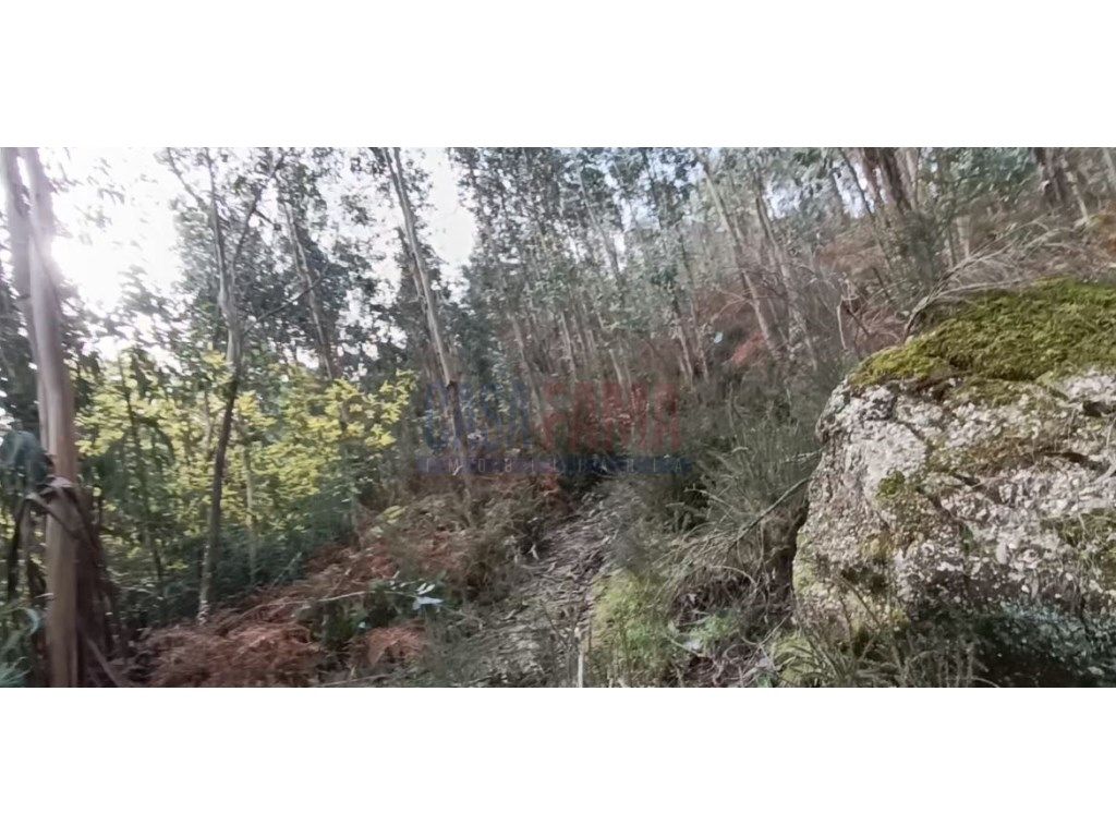 Mata / Pinhal em Póvoa de Lanhoso - Grande imagem: 1/4